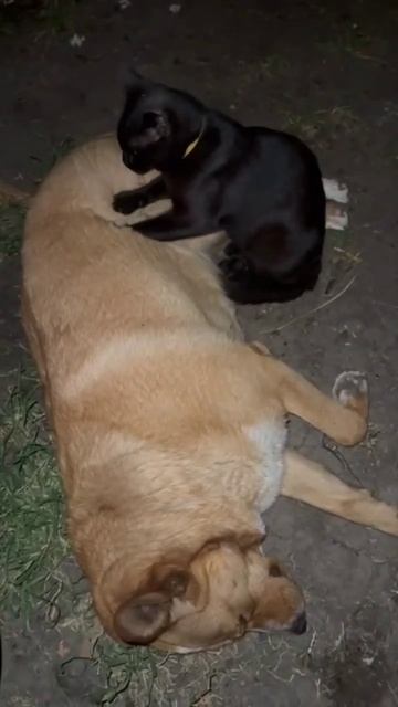 #funny #dog #pets #puppy #животные #собака #юмор #cutedog