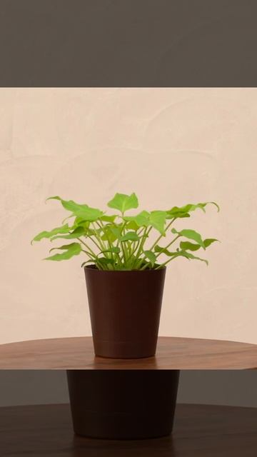 Philodendron Xanadu Plant
