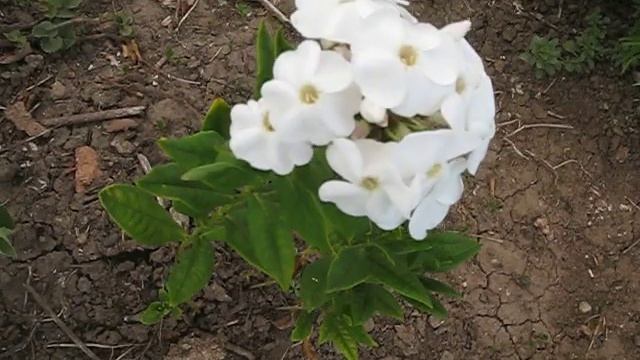 Флокс. Флоксы.Сентябринка. Цветы