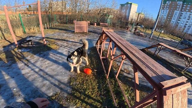 С хаски Диком на площадке, новая игрушка) 19.01.25 часть 2