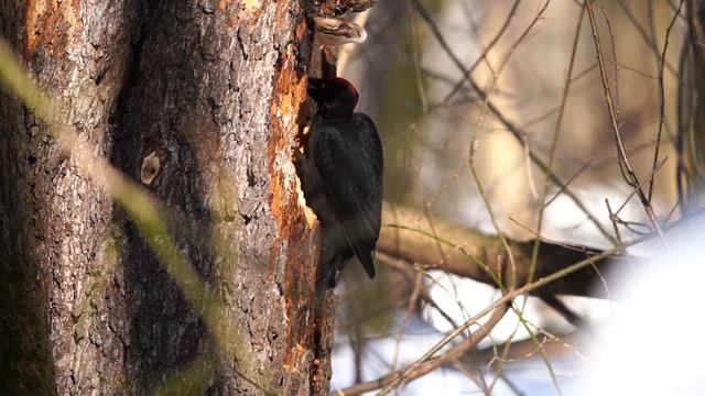 Черный дятел (желна). Измайловский парк. Москва
