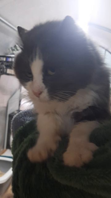 невероятно ласковый, жил в Сатере, бегал за прохожими. ему не место на улице