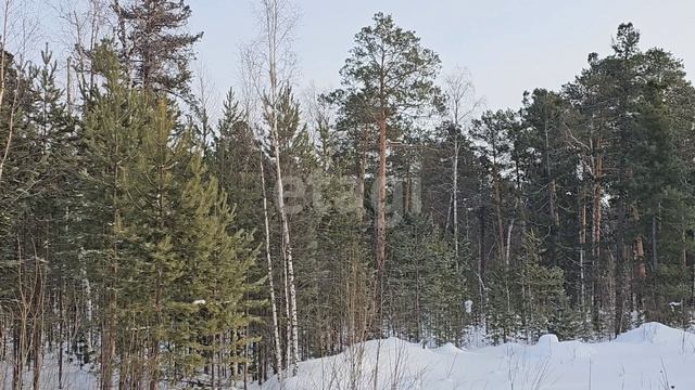 4494181 Лазурное