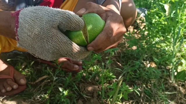 Paano mag PRUNING ng lemon at PAANO mag INARCHING? ng lemon para malusog juicy at mabilis mag bunga