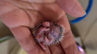 Шок!😳Новорожденный ежонок!Newborn hedgehog🤫