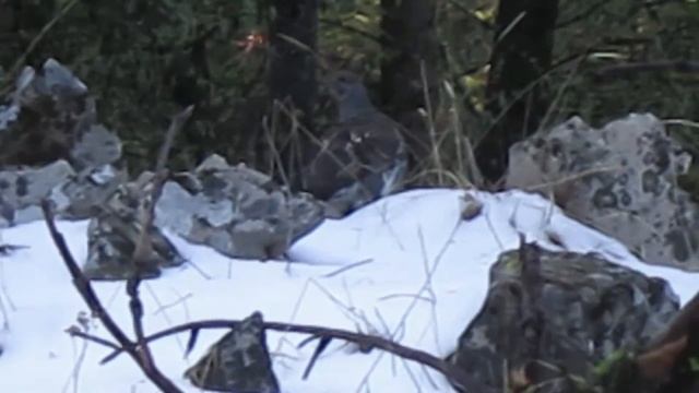 Your Moment of Missoula Zen #5 (Blue grouse-winter)