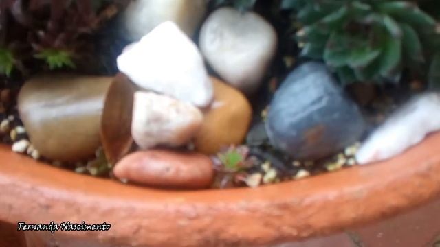 Growing succulents outdoors   PART 2