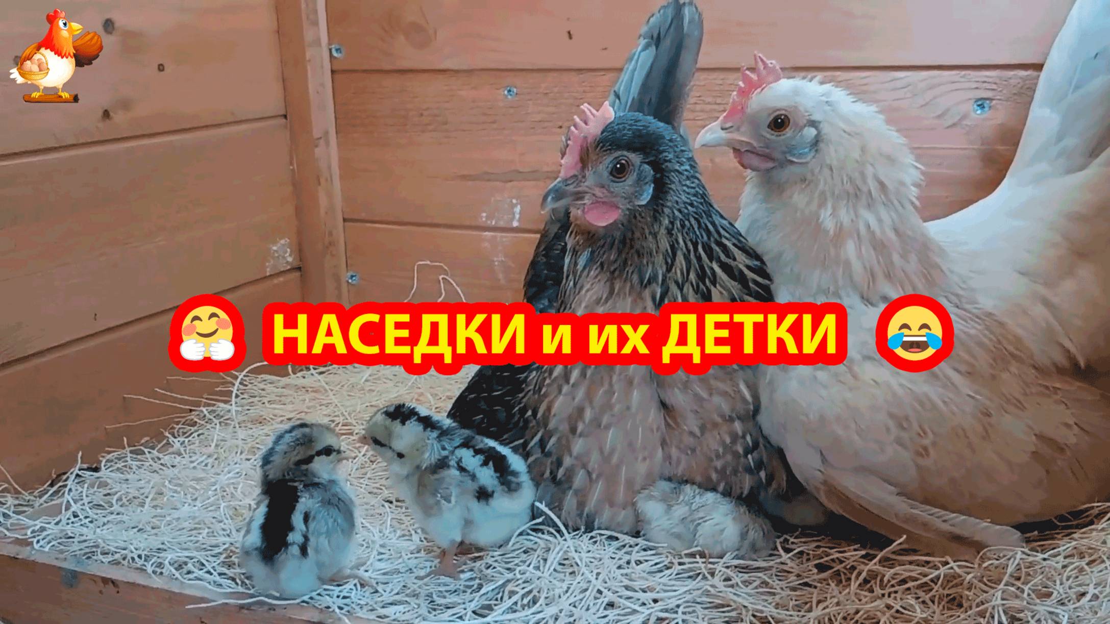 Две наседки и их детки 🐤🐤🐤❣️🥰