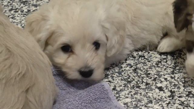 Schnockerpoo Puppies for Sale