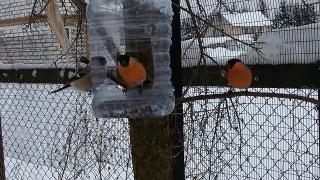 ПТИЧКИ.Кормим их аккуратно. Сало и семечки – всегда. Забавно за ними наблюдать.
