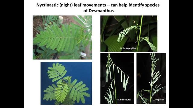 The diversity and potential within legume Desmanthus