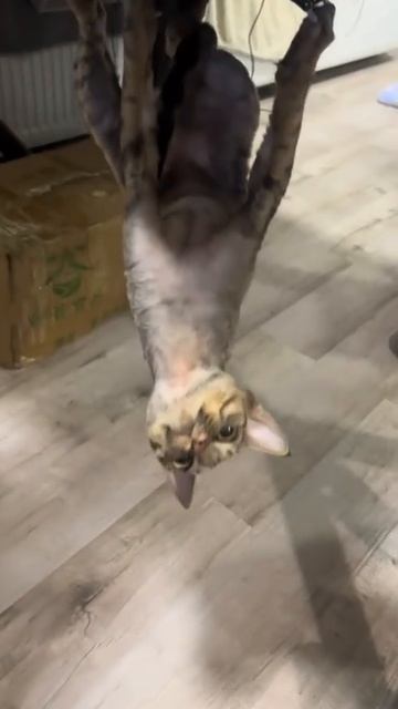 кот паук