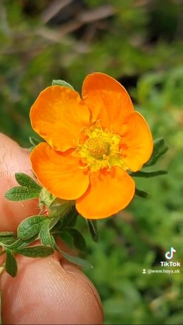 Potentilla fruticosa 🌼 🌿