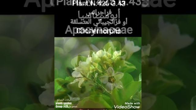 نباتات الحدائق 
العائلة الدفليةApocynaceae
  plants garden 
Group (43) مجموعة