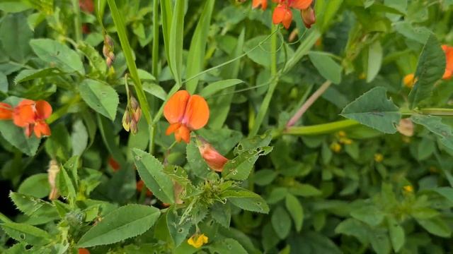 טופח ירושלים جلبان Lathyrus hierosolymitanus