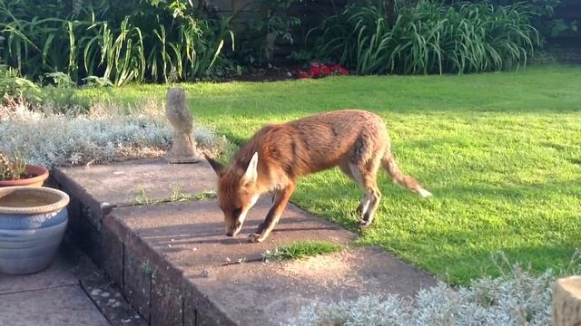 Fox eating in the garden