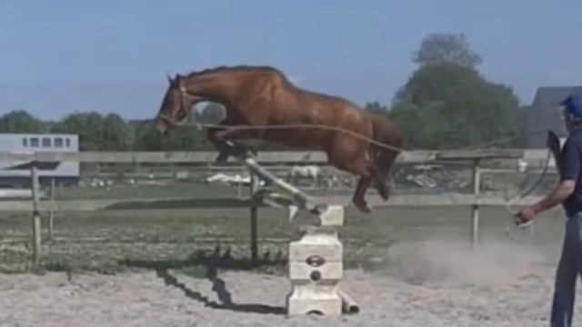 🇮🇪 Foxhall Red Clover [sold] Showjumping pony born in 2016. Will go far ☘️❤️