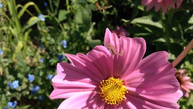 Identifying Wildflowers in the Front Garden