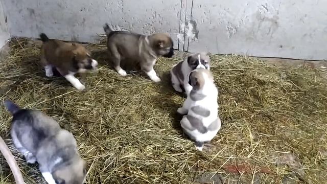 САО помет 15.12.2021