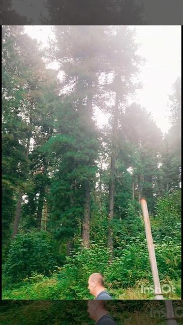 #shorts Звенящие кедры СИБИРИ! 🌲🌲🌲❤