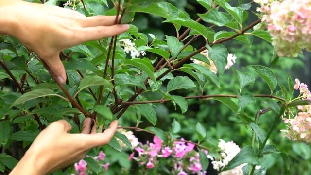 Rispenhortensie – Das Ergebnis vom Frühjahrsschnitt