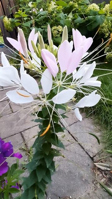 Cleome upclose