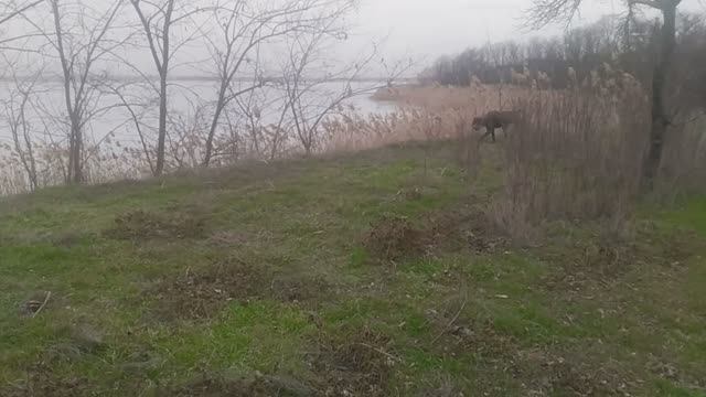 Пес (1-6 сезон) смотреть VID_20250215_150955