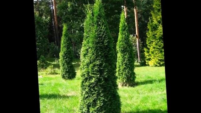 Smaragd tuja (Thuja occidentalis 'Smaragd')  - konténeres változat, videó képekben
