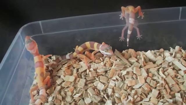 Cb12 Tremper Albino Leopard Geckos