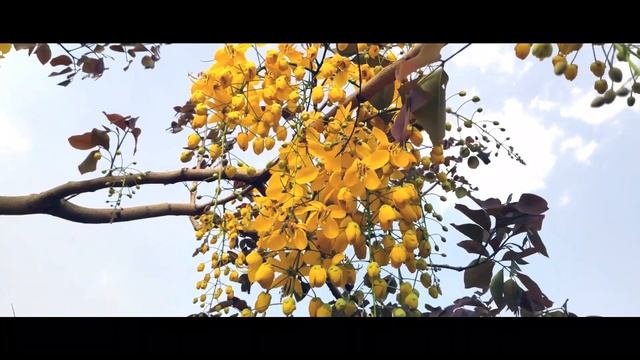 Aaragwadh - Cassia fistula