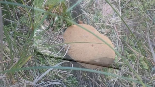 Встреча с лисяо после грибалки