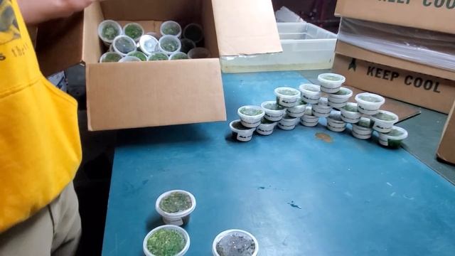 More Tissue Culture Plants Have Arrived!