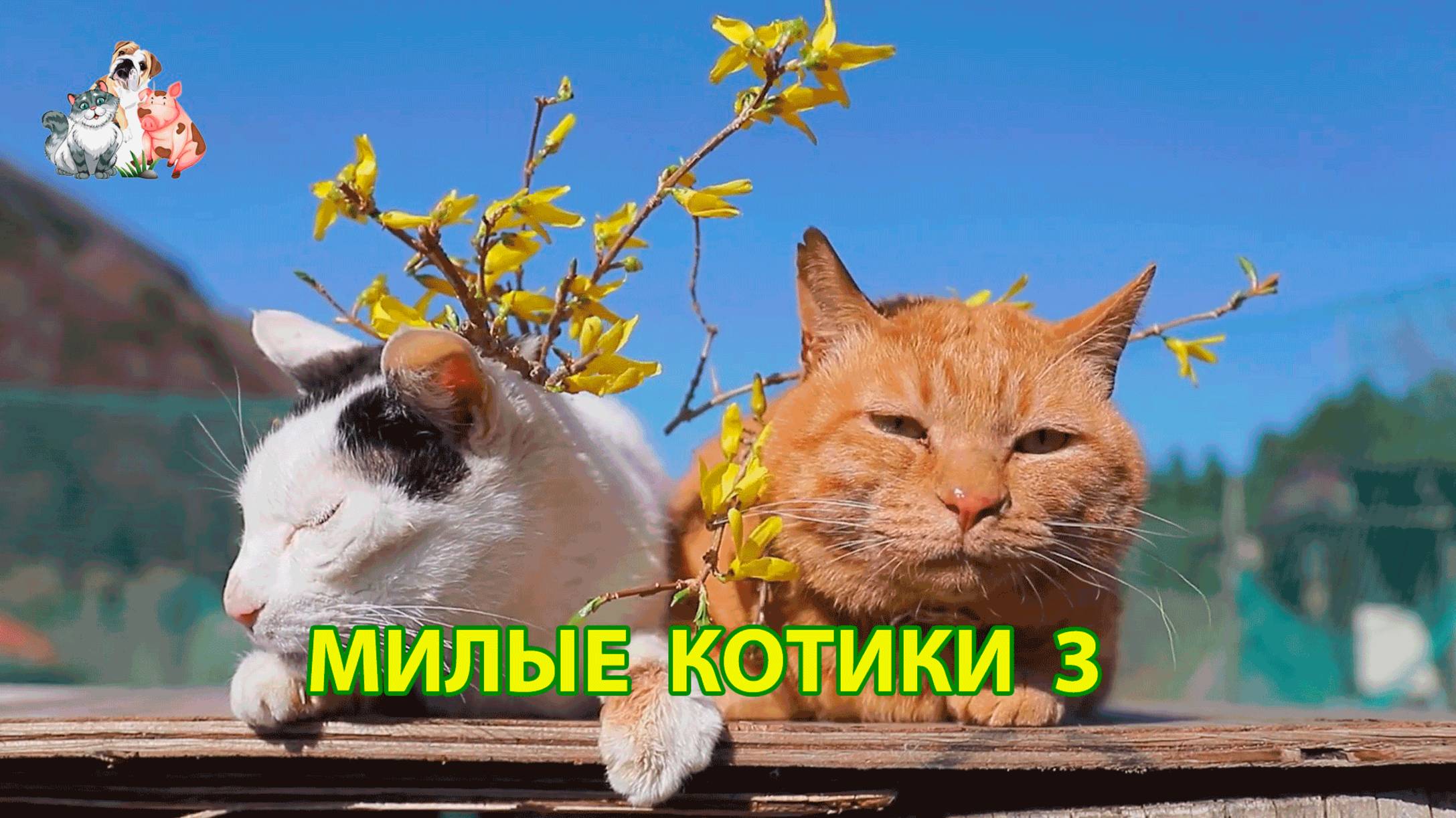 Милые нарядные Котики успокоят нервную систему 🐈🐈🐈 Помогут отдохнуть от забот (3)