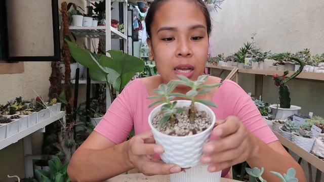 TIPS PARA HINDI MAMATAY ANG SUCCULENTS! || Repotting Session