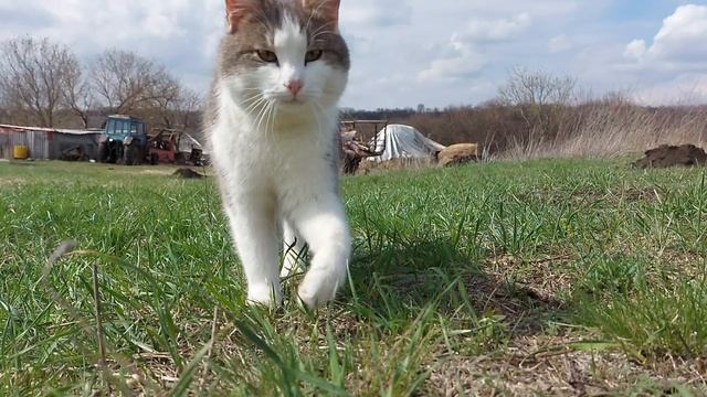 Харизма кота 16-02-2025