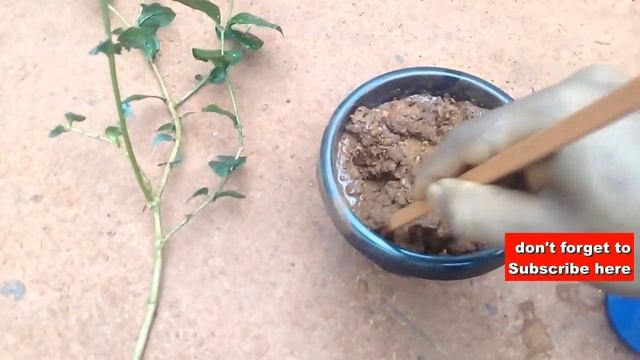 How to grow jasmine plant from cuttings