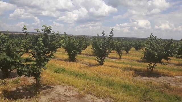 Сад фундука 09 07 2018