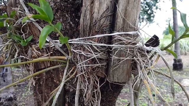 หลักการเลือกต้นไม้เพื่อปลูกกล้วยไม้แบบเกาะกับต้นไม้ How select tree for plant  Wild Orchids