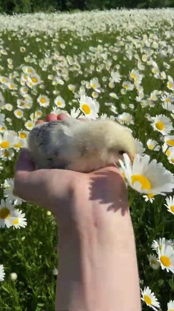Птенец в поле Ромашек!!!🐣🐤