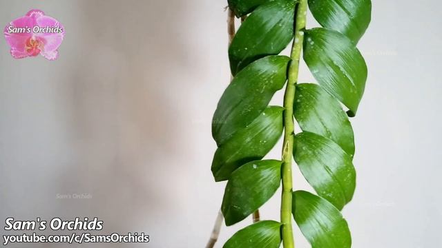 Dendrobium anosmum var. alba-orchid update (Sep., 2019)