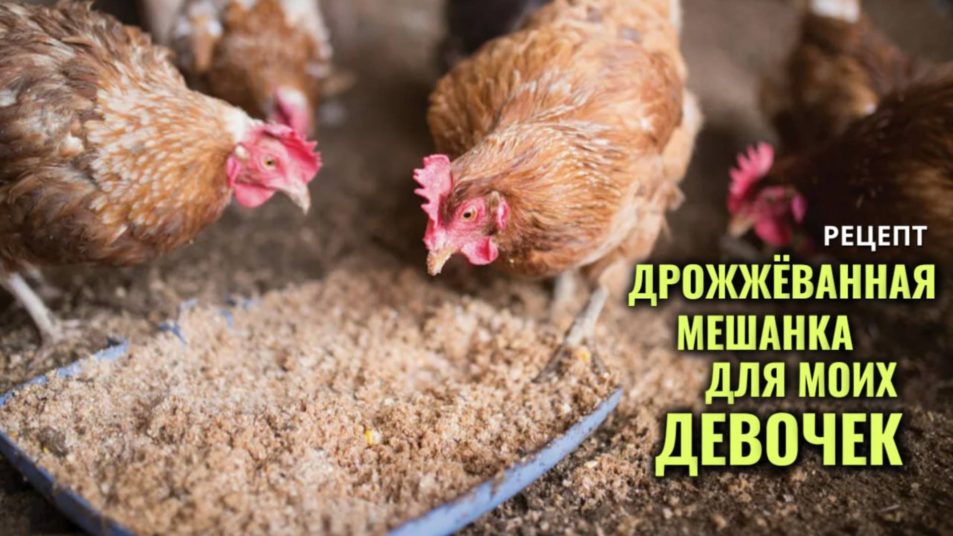 Мешанка — это смесь зерна с кормовыми дрожжами, предназначенная для кур-несушек