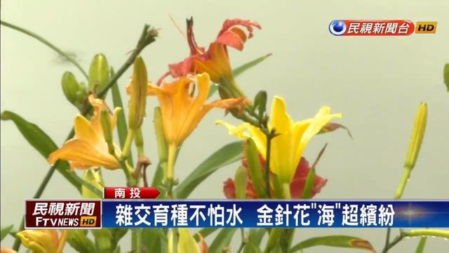 5月就開了！日月潭頭社金針花海美－民視新聞
