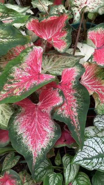 Caladium Rose