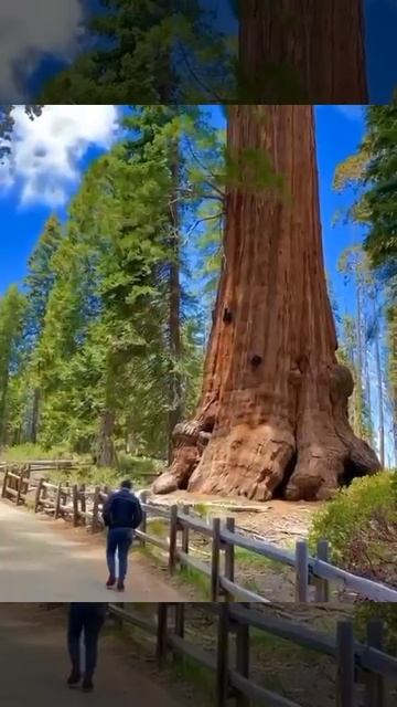 Оказывается лес ,это всего лишь кусты.