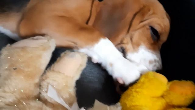 Beagle puppy sleeping with stealed toy from children🤪|kitto The Beagle