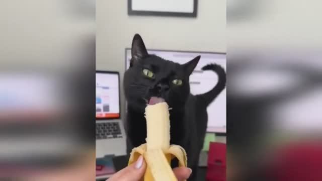 🤣🤣🤣 СМЕШНЫЕ ЖИВОТНЫЕ ЛУЧШИЕ ПРИКОЛЫ С КОТАМИ, СОБАКАМИ, ЖИВОТНЫЕ, СМЕШНЫЕ ВИДЕО