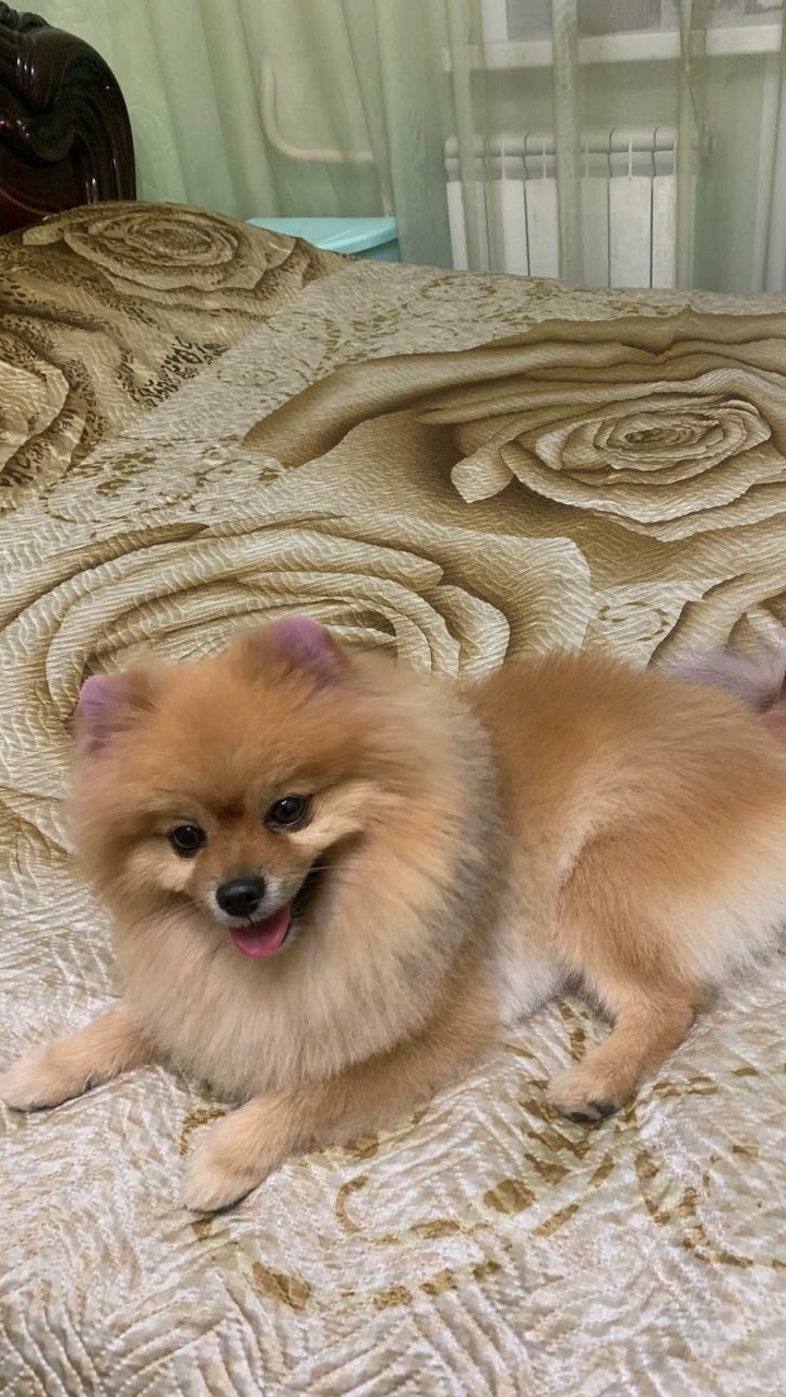 ЛАКИ навели красоту....🐶