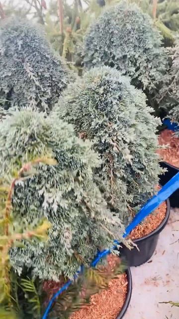 Можевельник на штамбе , Айси Блю❤️🌲👍) продажа , в моей группе телеграмм https://t.me/S76Olga_76