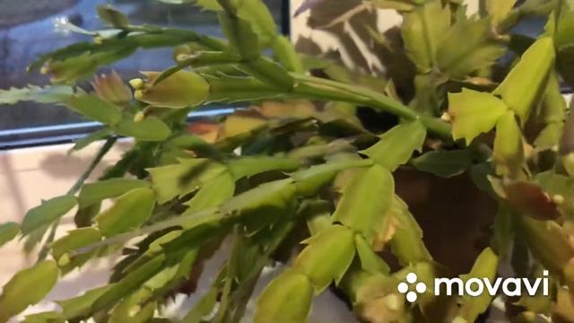 Закуска из перца готова!