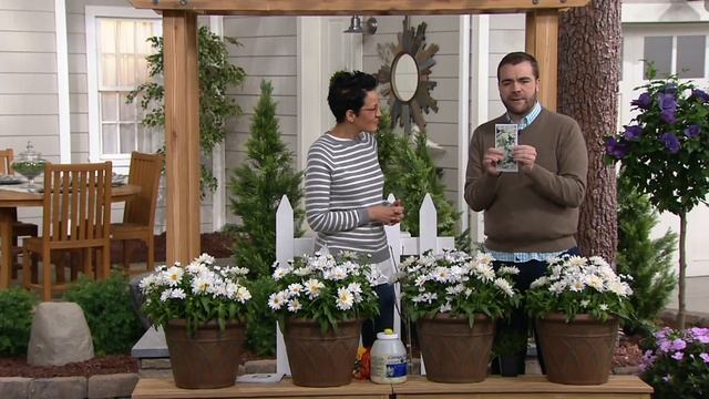 Cottage Farms 4-Piece Perpetuals Everblooming Shasta Daisies on QVC
